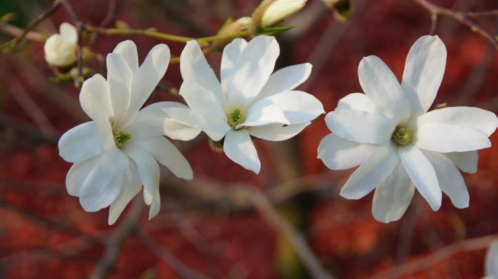 Проживание в семье Namelis prie Magnolijos Друскининкай